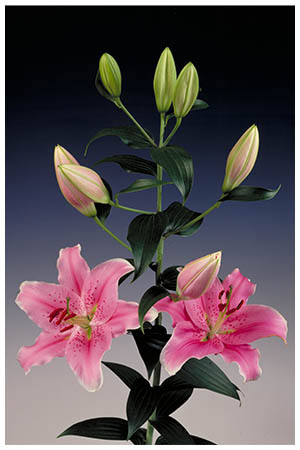 portfolio img 1